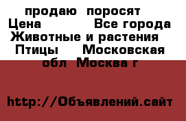 продаю  поросят  › Цена ­ 1 000 - Все города Животные и растения » Птицы   . Московская обл.,Москва г.